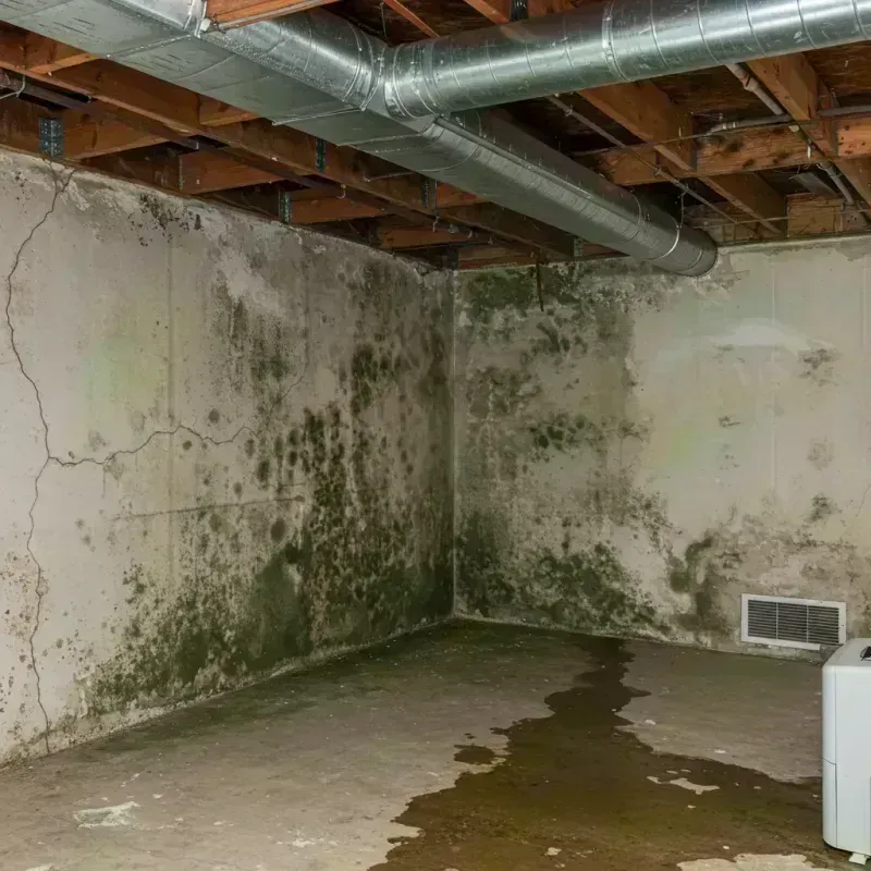 Professional Mold Removal in Olivette, MO